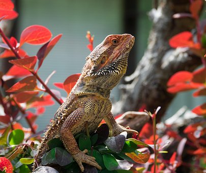 Free Lizard Bearded Dragon photo and picture