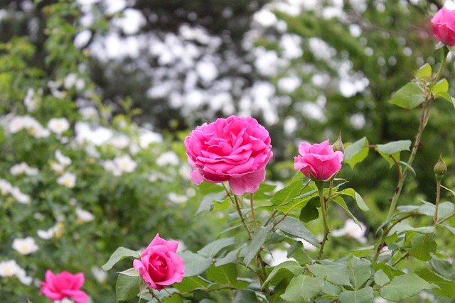 Free Flower Red photo and picture