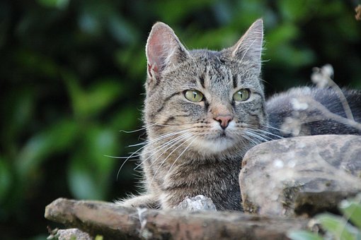 Kat I Haven, Kæledyr, Huskat, Grå Makrel