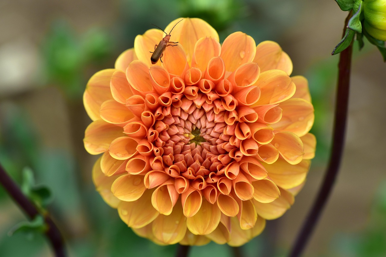 Dahlia Blossom Bloom Free photo on Pixabay Pixabay