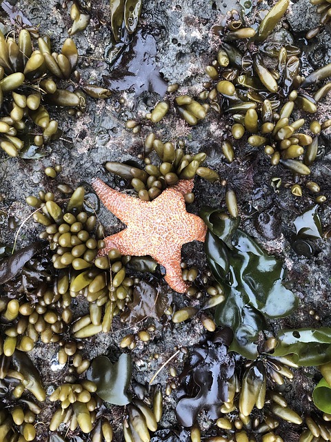 Free Starfish Star photo and picture