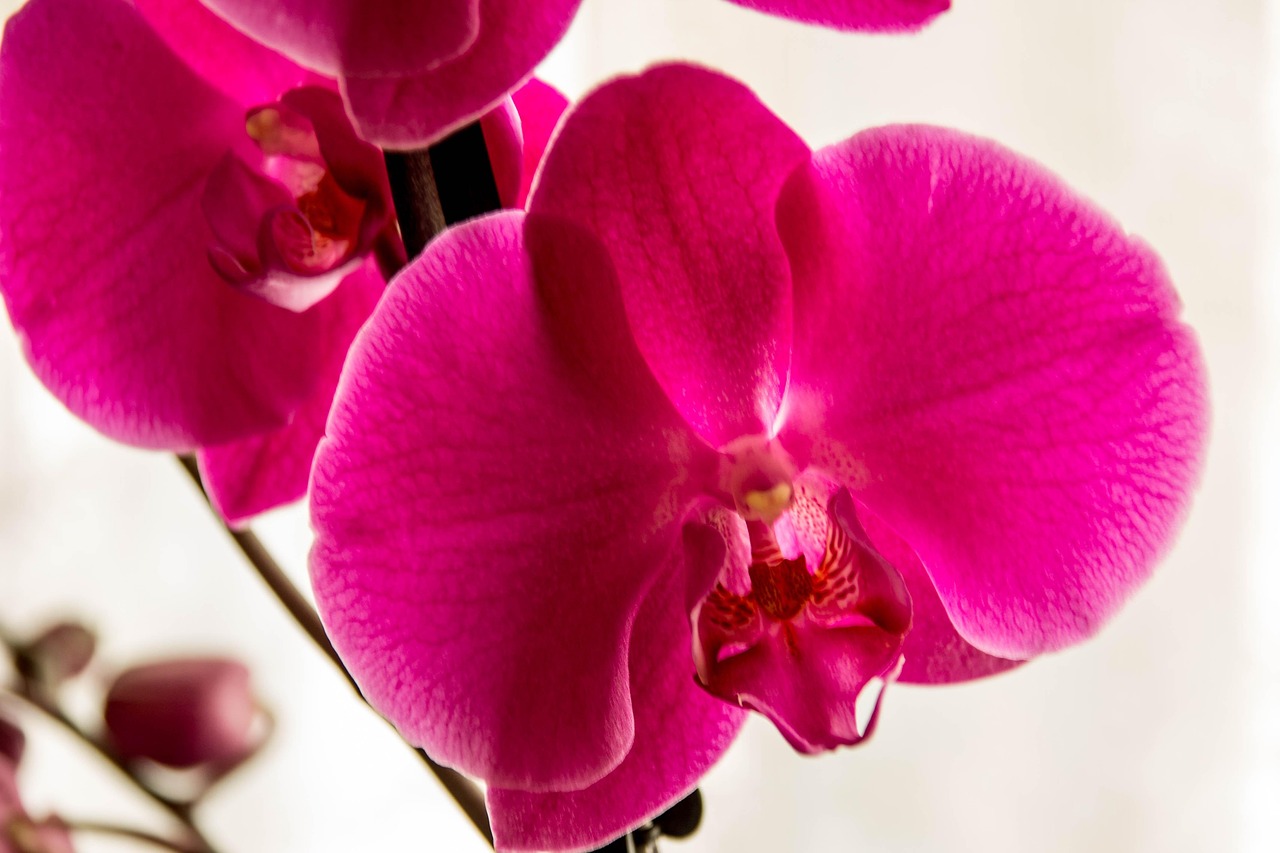 Фото Орхидеи Крупным Планом В Хорошем Качестве