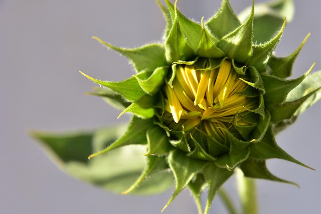 Free Sunflower Summer Time photo and picture