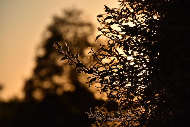 Free Sunset Plants photo and picture
