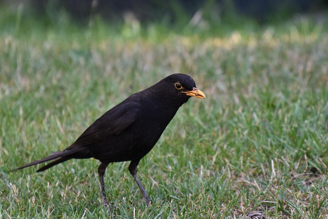Free Blackbird Masculine photo and picture