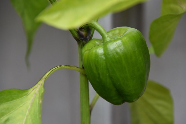 Free Paprika Plant photo and picture
