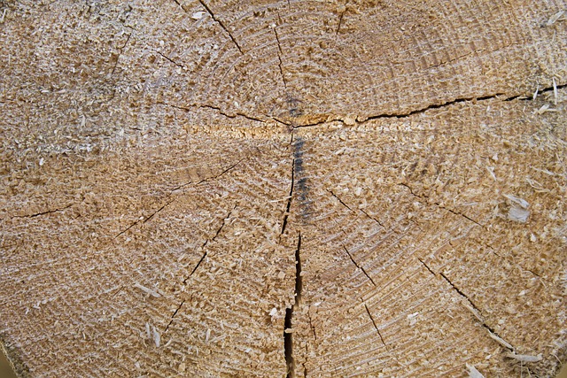 Boom, Textuur, Pine, Hout