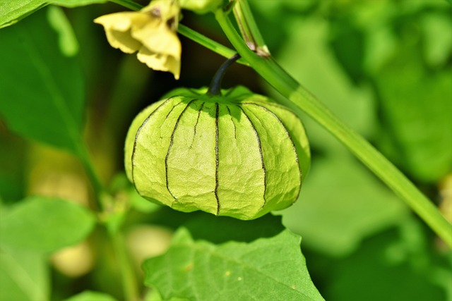 Free Groundcherry Bladder Cherry photo and picture