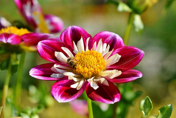 Einjhrige Sommerblumen Bilder