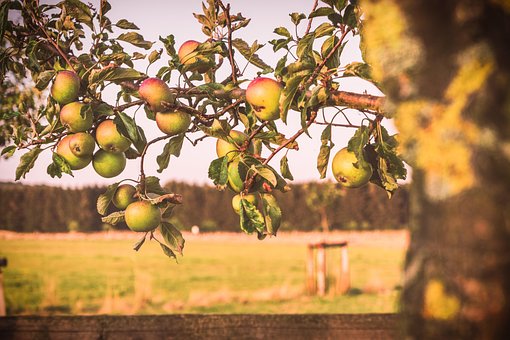 Zomer, Fruit, Appel, Eten, Rood, Vers