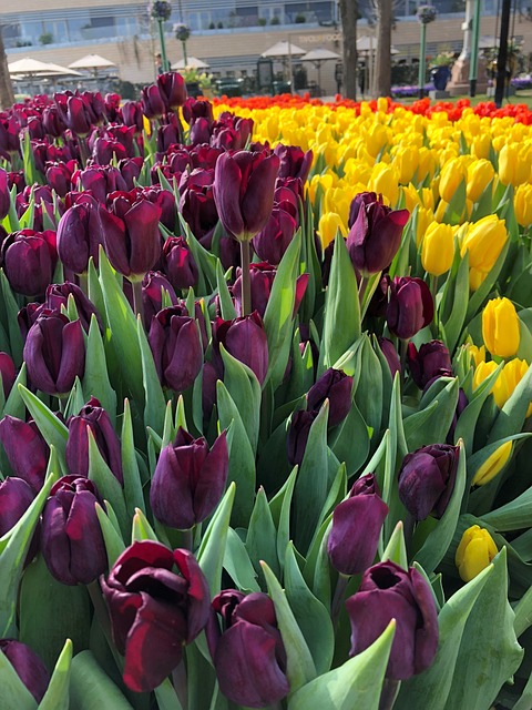 Free Tulips Flowers photo and picture
