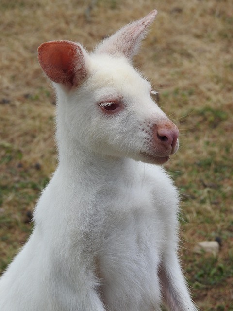Känguru, Albino, Weiß, Natur