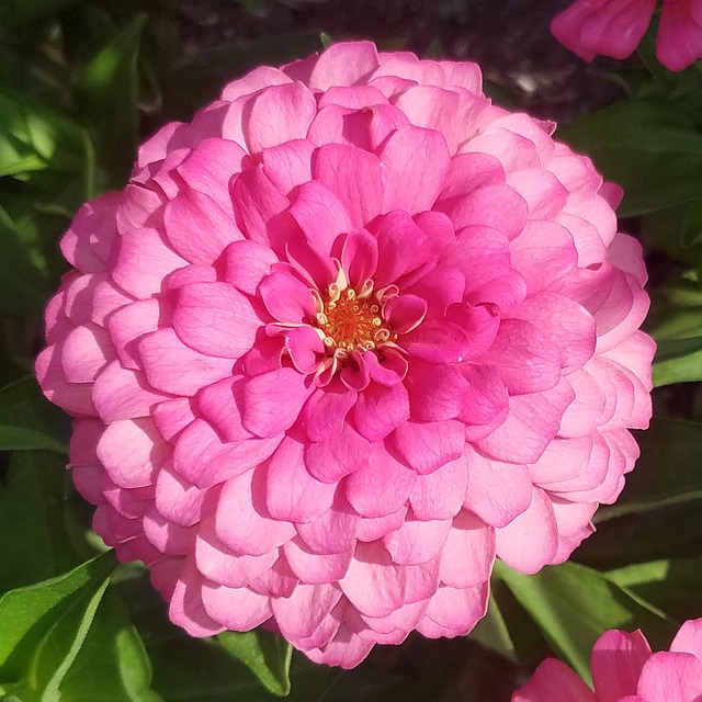 Free Pink Zinnia photo and picture