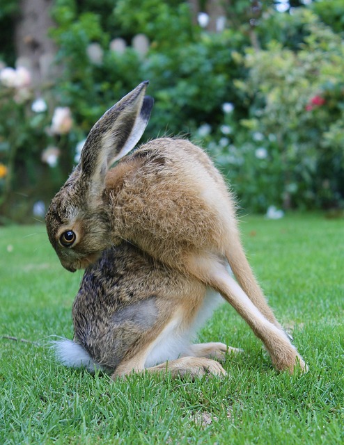 European Brown Hare Young Free photo on Pixabay
