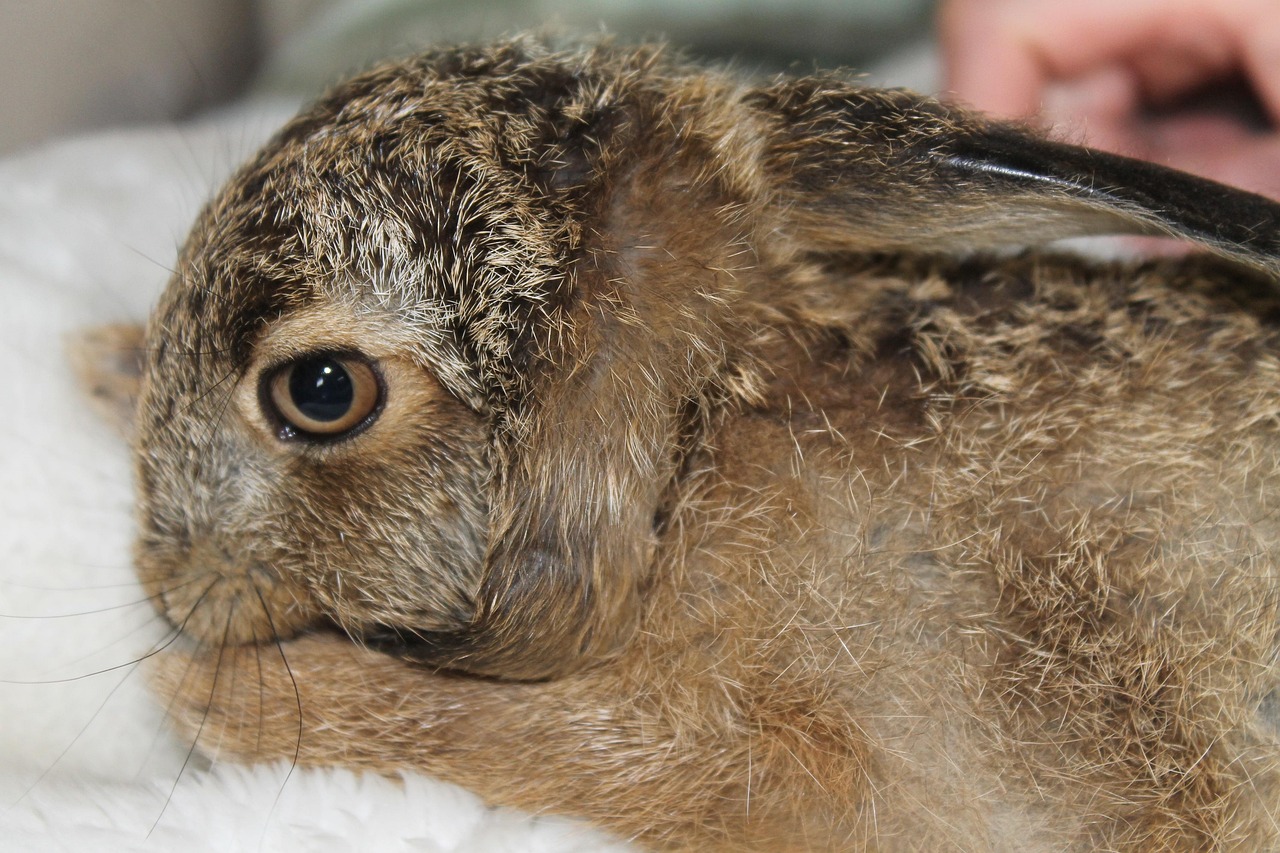 10+ Free Leveret & Hare Images - Pixabay