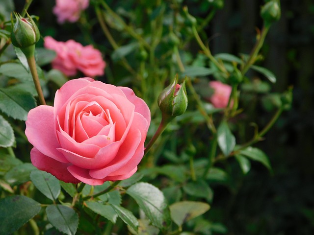 Free Pink Flower photo and picture