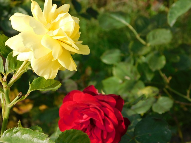 Free Pink Yellow photo and picture