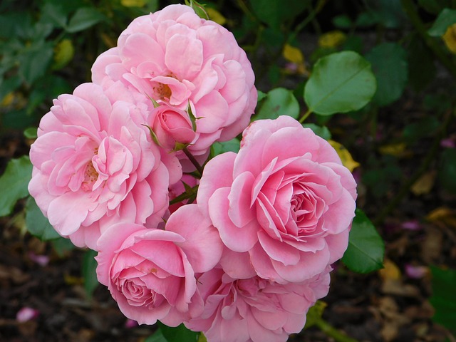 Free Pink Flower photo and picture