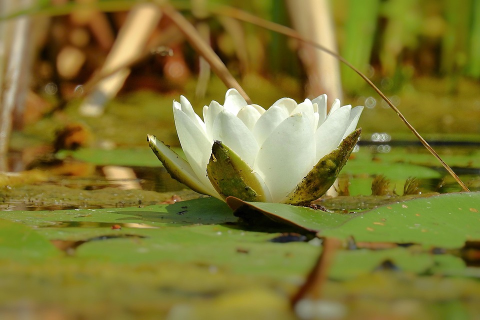 Lily White Lake Free photo on Pixabay