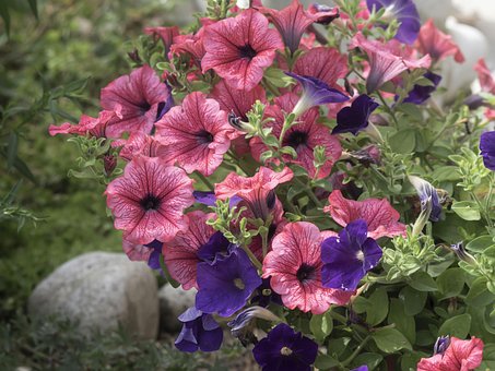 Free Petunias Flowers photo and picture