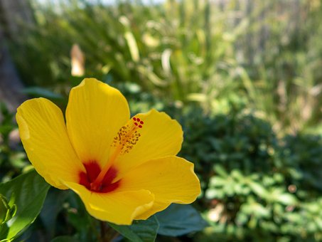 Free Flower Close Up photo and picture