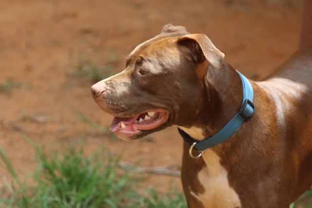 Free Pet Pitbull photo and picture