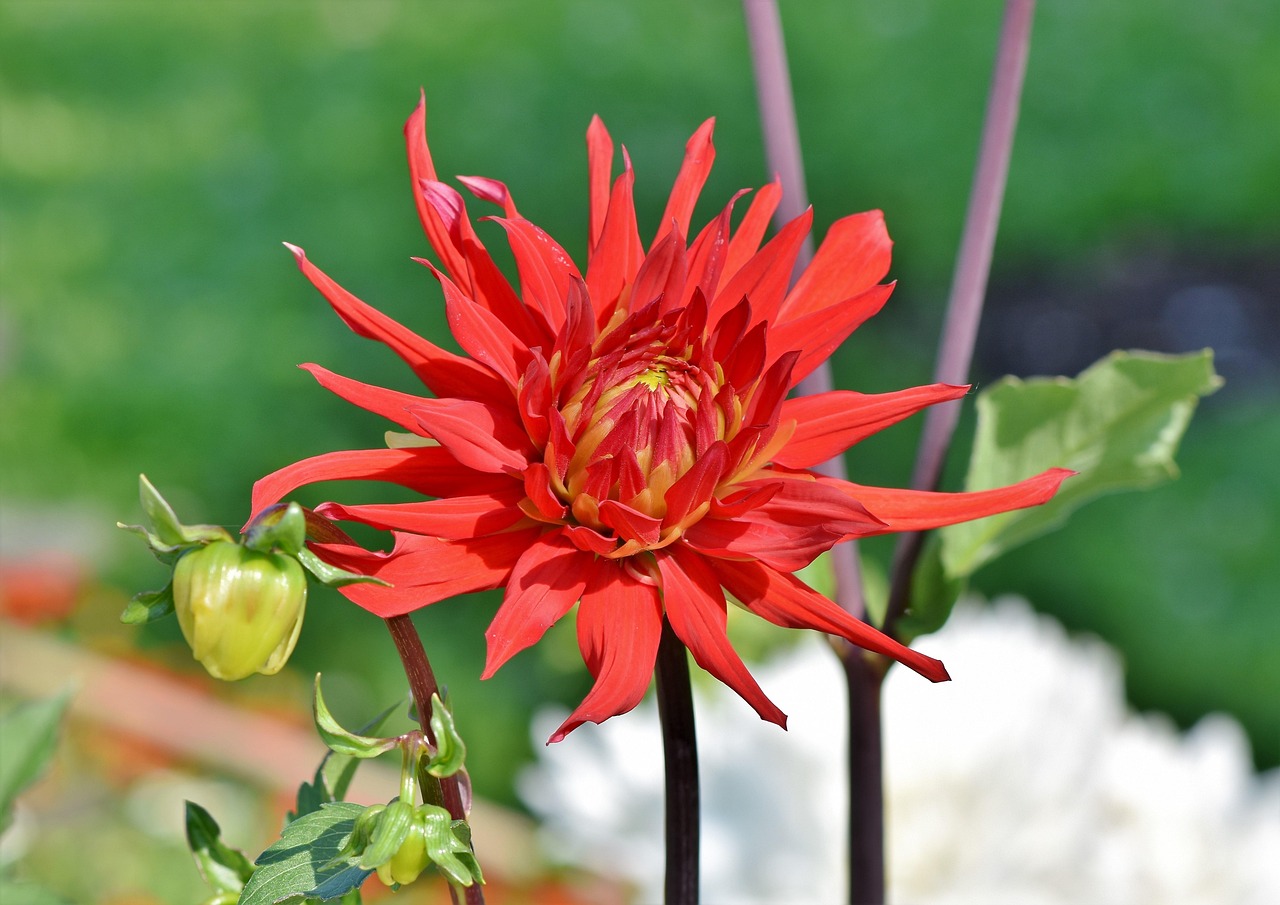 Zimmerpflanzen mit roten Blüten, eine Farbenpracht
