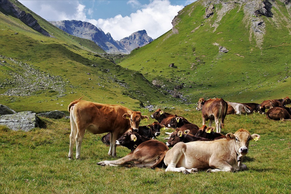 The Alps Cattle Animals - Free photo on Pixabay