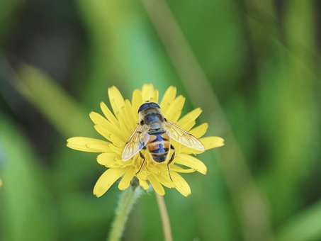 Free Insect Eristale Slimy photo and picture