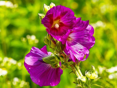Free Purple Flowers illustration and picture