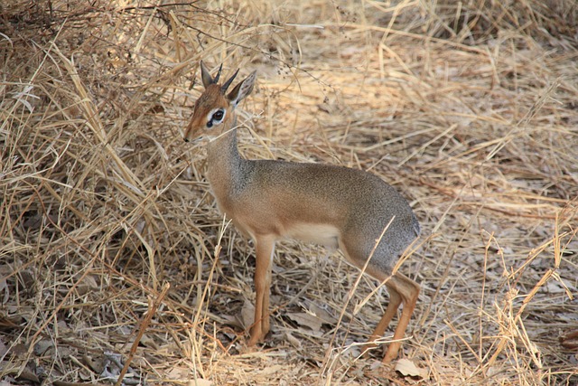 Free Tanzania Animals photo and picture