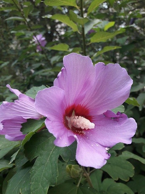 Free Hibiscus Flowers photo and picture