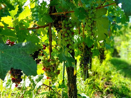 Uvas, Tornillo, El Verano, Otoño, Negro