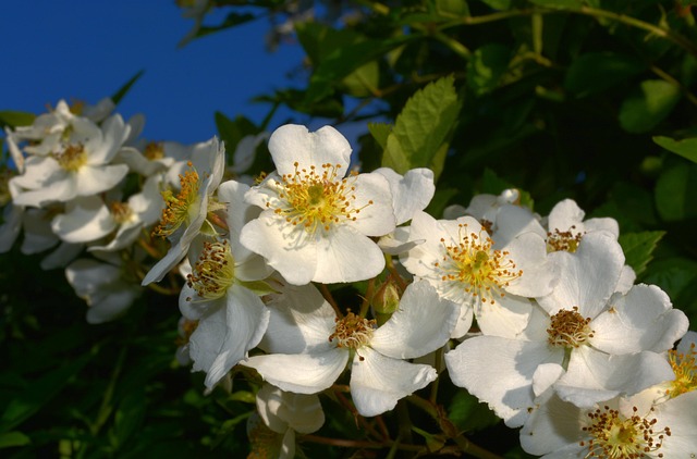 Free Cherry Blossom Nature photo and picture