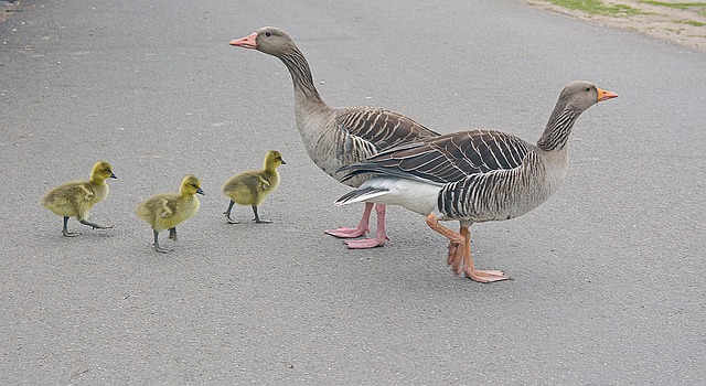 Free In Single File Geese photo and picture