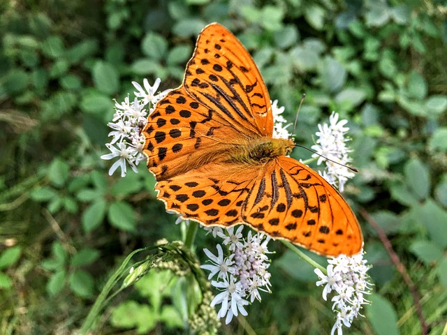 Free Butterfly Nature photo and picture
