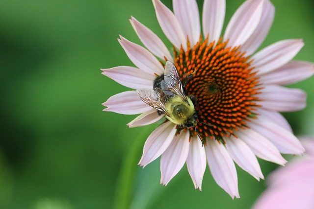Blume, Biene, Natur, Blütenstaub