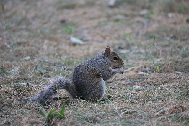 Eichhörnchen, Park, Natur, Tier, Baum