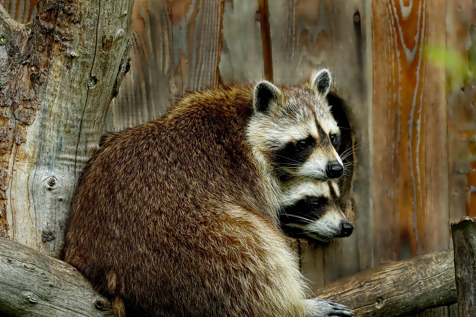 Hewan Mamalia Raccoon Dunia Foto Gratis Di Pixabay
