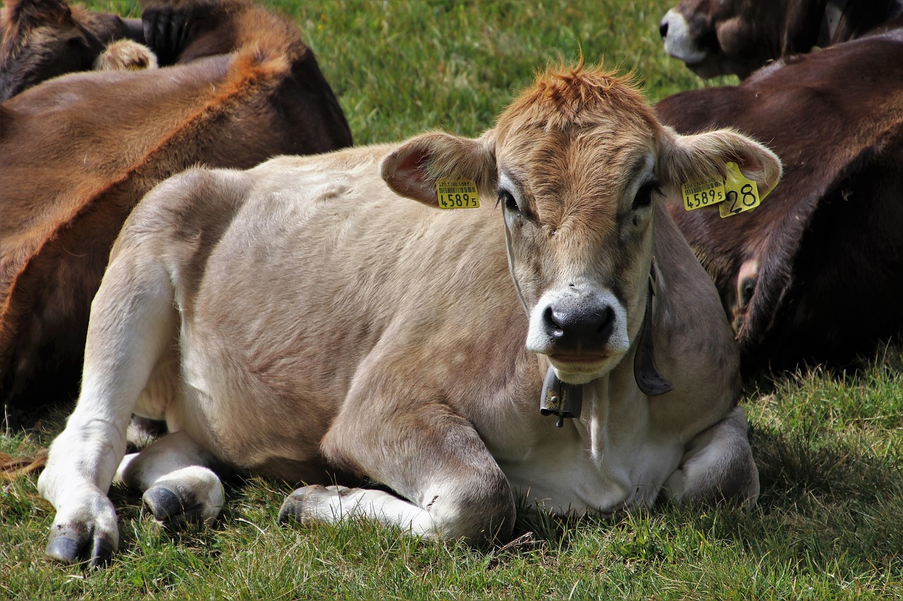 Cow Beef Animals - Free photo on Pixabay