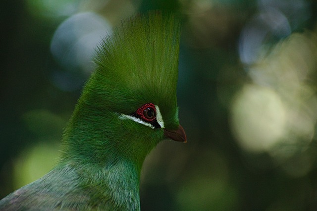 Free Bird Birds Of Eden photo and picture