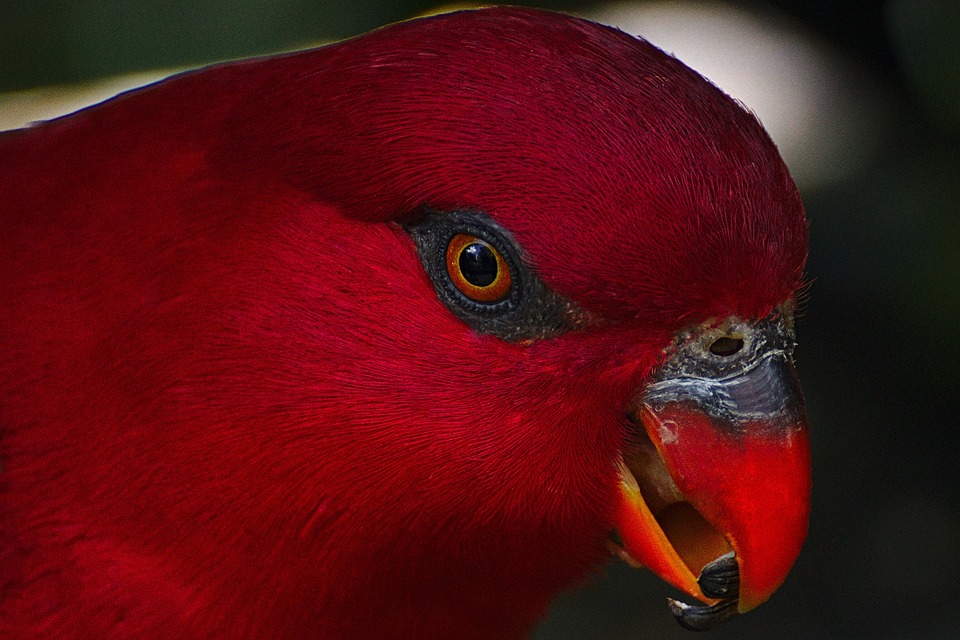 Bird Birds Of Eden South Free photo on Pixabay Pixabay