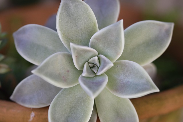 Free Juicy Garden photo and picture