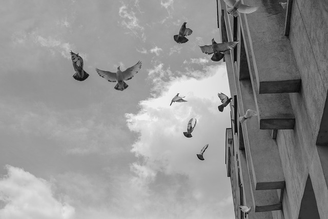 Palomas, Cielo, Vuelo, Naturaleza