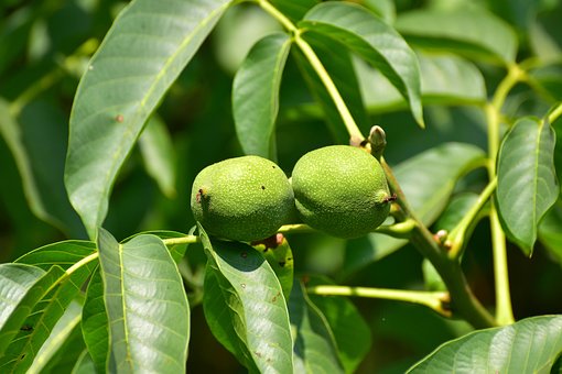 Free Tree Walnut photo and picture
