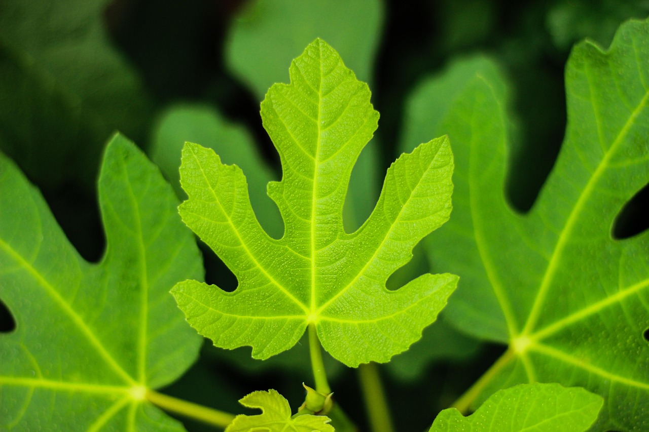 High Resolution Fig Tree Leaves Images For Gardening And Decor