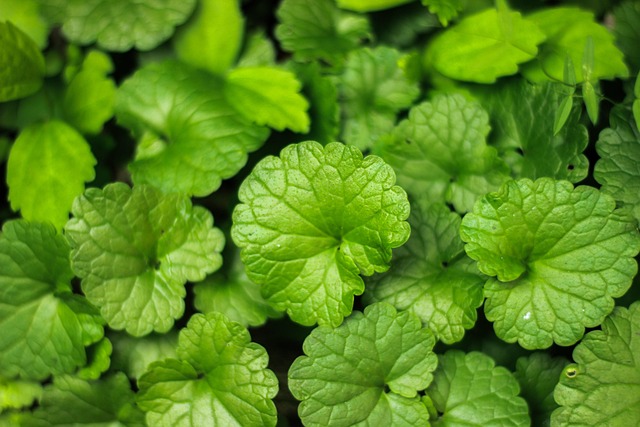 Blade, Plante, Frugt, Forår, Natur, Grøn