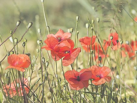 Free Poppies Flowers illustration and picture