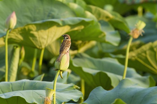 Loto, Hermosas Flores, Lotus, Flor