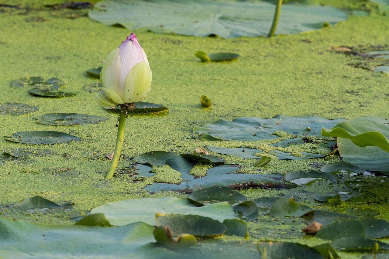 90Pc Samen Lotus Mix Blumensamen Hand Gepflückt Wasserpflanzen Wassergarten
